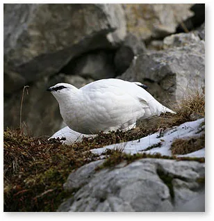Sled in podoba